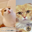 楽天Life Photo STUDIO 栄光社【ペット写真】猫　ねこ　スコティッシュフォールド　4枚 納品 ペット ペット写真 思い出 記念日 写真館 スタジオ 写真撮影 カメラ 一眼レフ プロカメラマン データ納品 栄光社 兵庫県 加西市