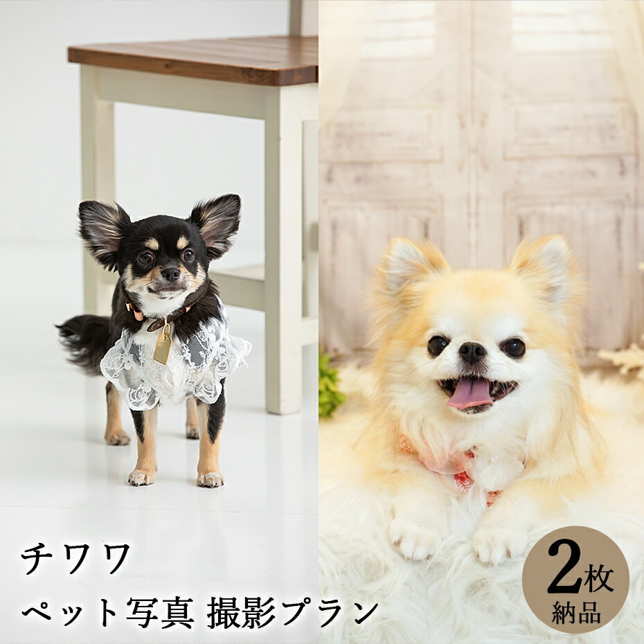 【ペット写真】犬　チワワ　2枚 納品 ペット ペット写真 思い出 記念日 写真館 スタジオ 写真撮影 カメラ 一眼レフ プロカメラマン データ納品 栄光社 兵庫県 加西市