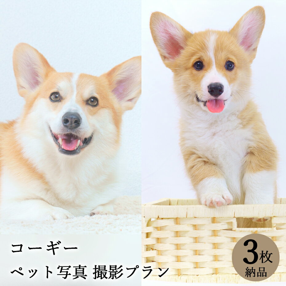 【ペット写真】犬 コーギー 3枚 納品 ペット ペット写真 思い出 記念日 写真館 スタジオ 写真撮影 カメラ 一眼レフ プロカメラマン データ納品 栄光社 兵庫県 加西市