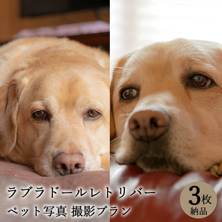 【ペット写真】犬 ラブラドールレトリバー 3枚 ...の商品画像