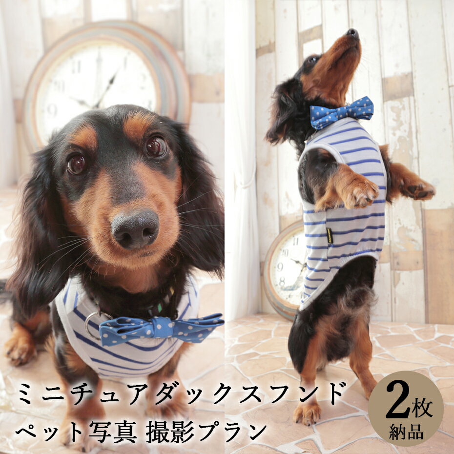 【ペット写真】犬　ミニチュアダックスフンド　2枚 納品 ペット ペット写真 思い出 記念日 写真館 スタジオ 写真撮影 カメラ 一眼レフ ..