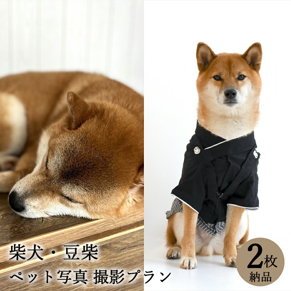 【ペット写真】犬　柴犬 豆柴　2枚 納品 ペット ペット写真 思い出 記念日 写真館 スタジオ 写真撮影 カメラ 一眼レフ プロカメラマン データ納品 栄光社 兵庫県 加西市