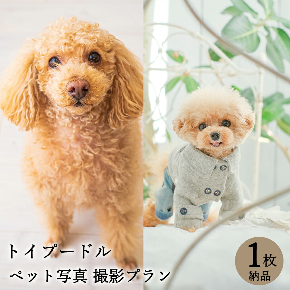 楽天Life Photo STUDIO 栄光社【ペット写真】犬　トイプードル　1枚 納品 ペット ペット写真 思い出 記念日 写真館 スタジオ 写真撮影 カメラ 一眼レフ プロカメラマン データ納品 栄光社 兵庫県 加西市