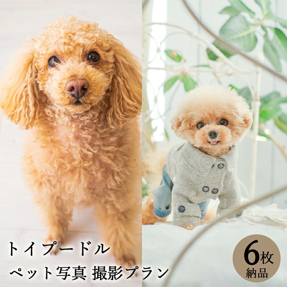 楽天Life Photo STUDIO 栄光社【ペット写真】犬　トイプードル　6枚 納品 ペット ペット写真 思い出 記念日 写真館 スタジオ 写真撮影 カメラ 一眼レフ プロカメラマン データ納品 栄光社 兵庫県 加西市