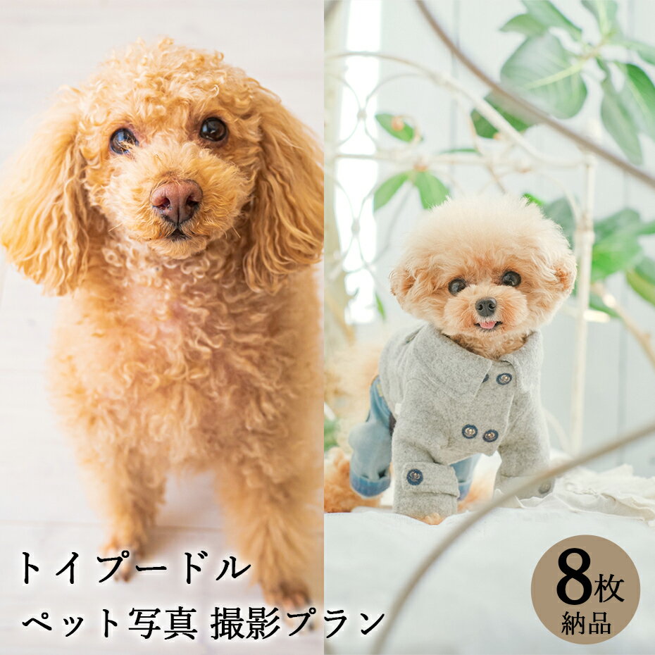 【ペット写真】犬　トイプードル　8枚 納品 ペット ペット写真 思い出 記念日 写真館 スタジオ 写真撮影 カメラ 一眼レフ プロカメラマ..