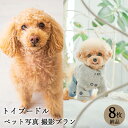 楽天Life Photo STUDIO 栄光社【ペット写真】犬　トイプードル　8枚 納品 ペット ペット写真 思い出 記念日 写真館 スタジオ 写真撮影 カメラ 一眼レフ プロカメラマン データ納品 栄光社 兵庫県 加西市