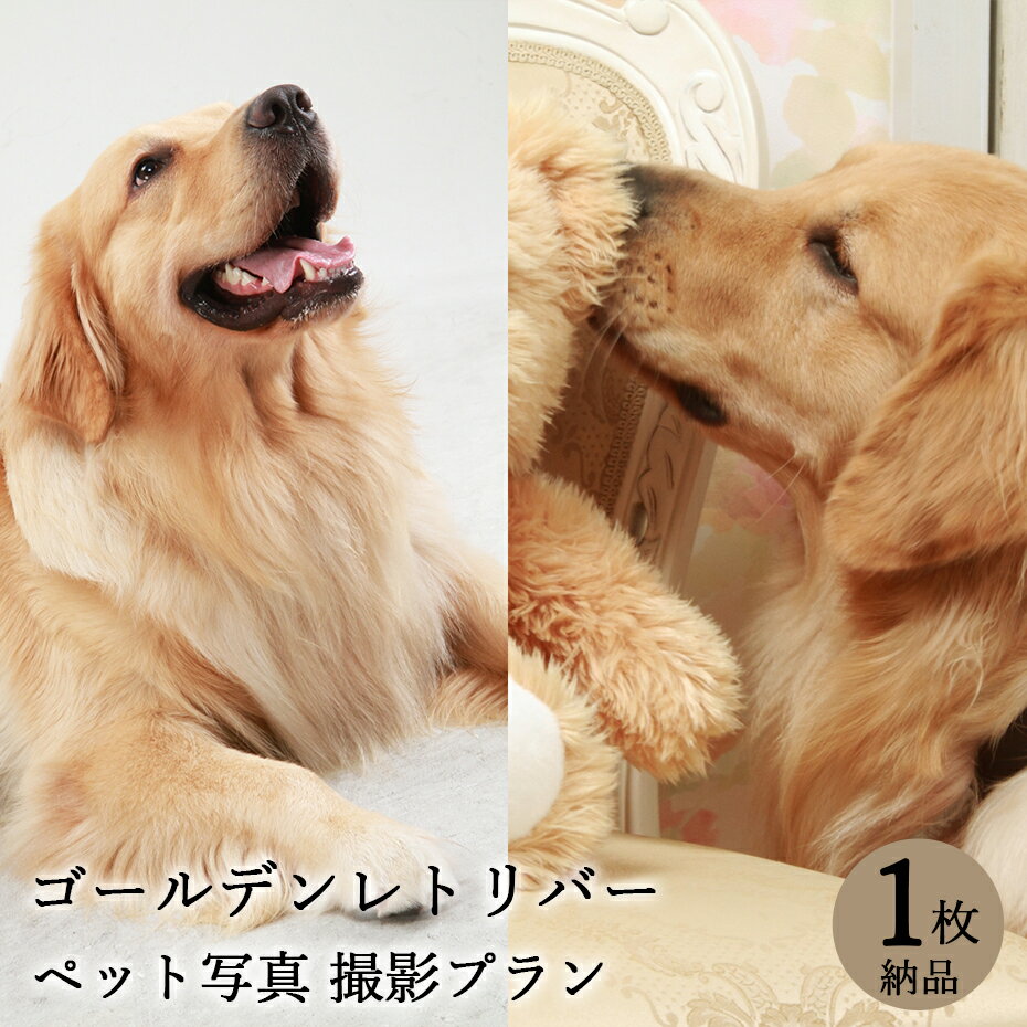 【ペット写真】犬　ゴールデンレトリバー　1枚 納品 ペット ペット写真 思い出 記念日 写真館 スタジオ 写真撮影 カメラ 一眼レフ プロカメラマン データ納品 栄光社 兵庫県 加西市