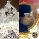 楽天Life Photo STUDIO 栄光社【ペット写真】猫　ねこ　ペルシャ猫　2枚 納品 ペット ペット写真 思い出 記念日 写真館 スタジオ 写真撮影 カメラ 一眼レフ プロカメラマン データ納品 栄光社 兵庫県 加西市