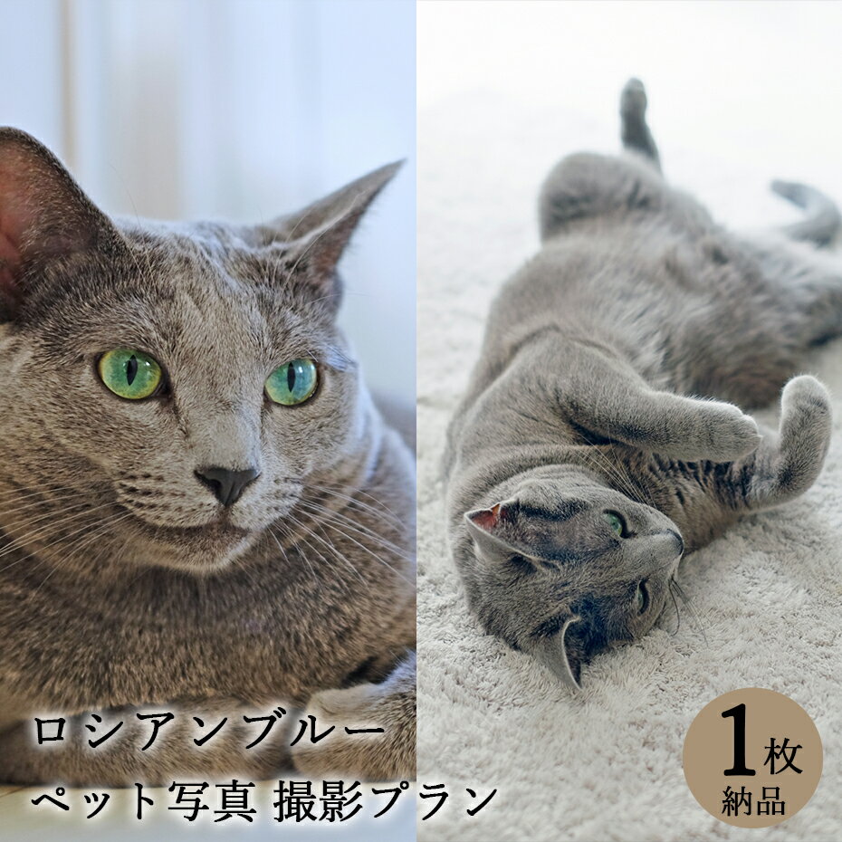 【ペット写真】猫　ねこ　ロシアンブルー　1枚 納品 ペット ペット写真 思い出 記念日 写真館 スタジオ 写真撮影 カメラ 一眼レフ プロカメラマン データ納品 栄光社 兵庫県 加西市