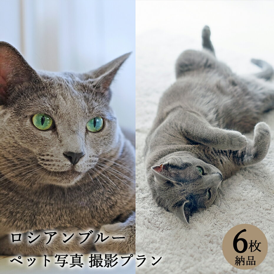 【ペット写真】猫　ねこ　ロシアンブルー　6枚 納品 ペット ペット写真 思い出 記念日 写真館 スタジオ 写真撮影 カメラ 一眼レフ プロカメラマン データ納品 栄光社 兵庫県 加西市