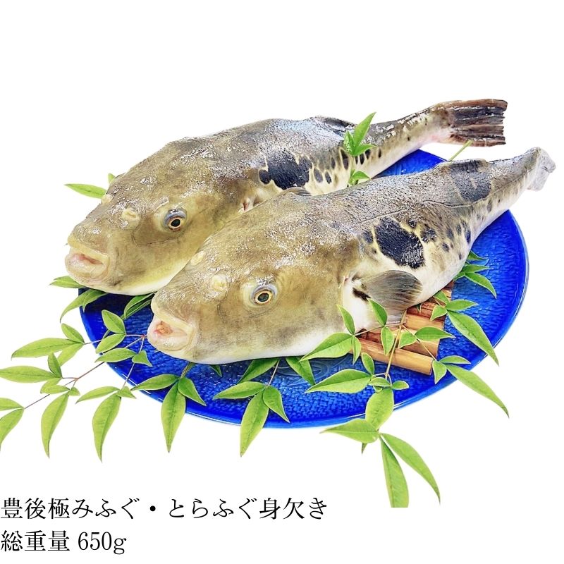 豊後極みふぐ とらふぐ身欠き ふぐ とらふぐ 総重量 650g 処理済み皮 背皮 腹皮 とうとう身 干しヒレ4枚 焼き物 鍋 刺身
