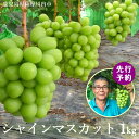 先行予約【順次発送】【7月下旬〜8月中旬に発送予定】鹿児島県産 シャインマスカット 1kg (1〜4房)化粧箱入 旬 フルーツ くだもの 果物 ぶどう お中元 ...