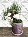 【実物現品限り】盆栽 赤松懸崖 鉢植鉢 陶器鉢 父の日 盆栽 セット ギフト プレゼント 花 初心者 梅 苔玉 鉢植え 盆栽 花鉢 盆栽鉢 桜 盆栽 もみじ 藤 苔 花ギフト