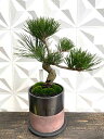【実物現品限り】盆栽 黒松 鉢植鉢 陶器鉢 父の日 盆栽 セット ギフト プレゼント 花 初心者 梅 苔玉 鉢植え 盆栽 花鉢 盆栽鉢 盆栽 苔 花ギフト