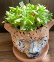 【実物現品限り 希少】ベンケイソウ科 エケベリア属鯱 サボテン 観葉植物 雑貨 おすすめ インテリア 暮らし ハオルシア haworthia サボテン 植物 観葉植物【サボテン】【オシャレ】【カワイイ】【マニア】陶器鉢