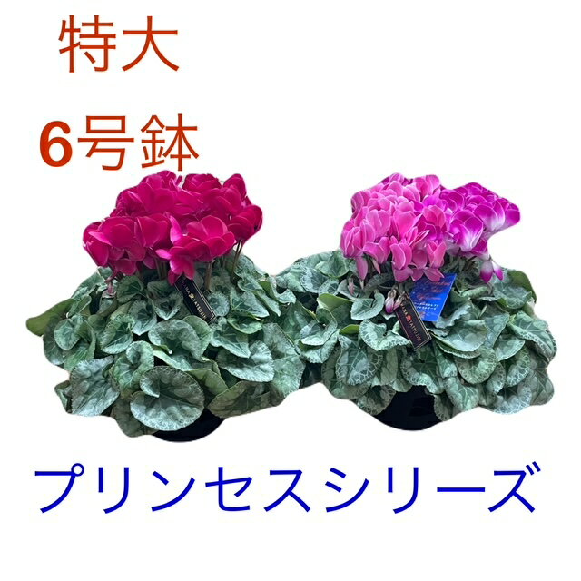 数量限定　 極上シクラメン ブリーダーズセレクト　プリンセスシリーズ　花達人　6号鉢 　冬ギフト クリスマス　お歳暮 花 ギフト プレゼント 鉢植え 鉢花