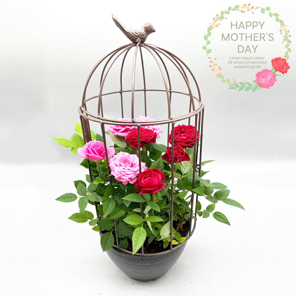 ミニバラ（母の日向き） ラスト1個　割引中　母の日 薔薇 バラ 鳥かご ミニバラ お花 プレゼント お祝い 贈り物 送料無料