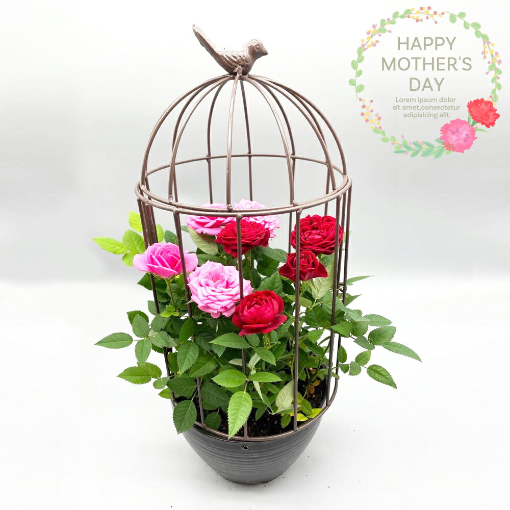 Rakuten - バラ 鳥かご ミニバラ お花 プレゼント お祝い 贈り物 送料無料
