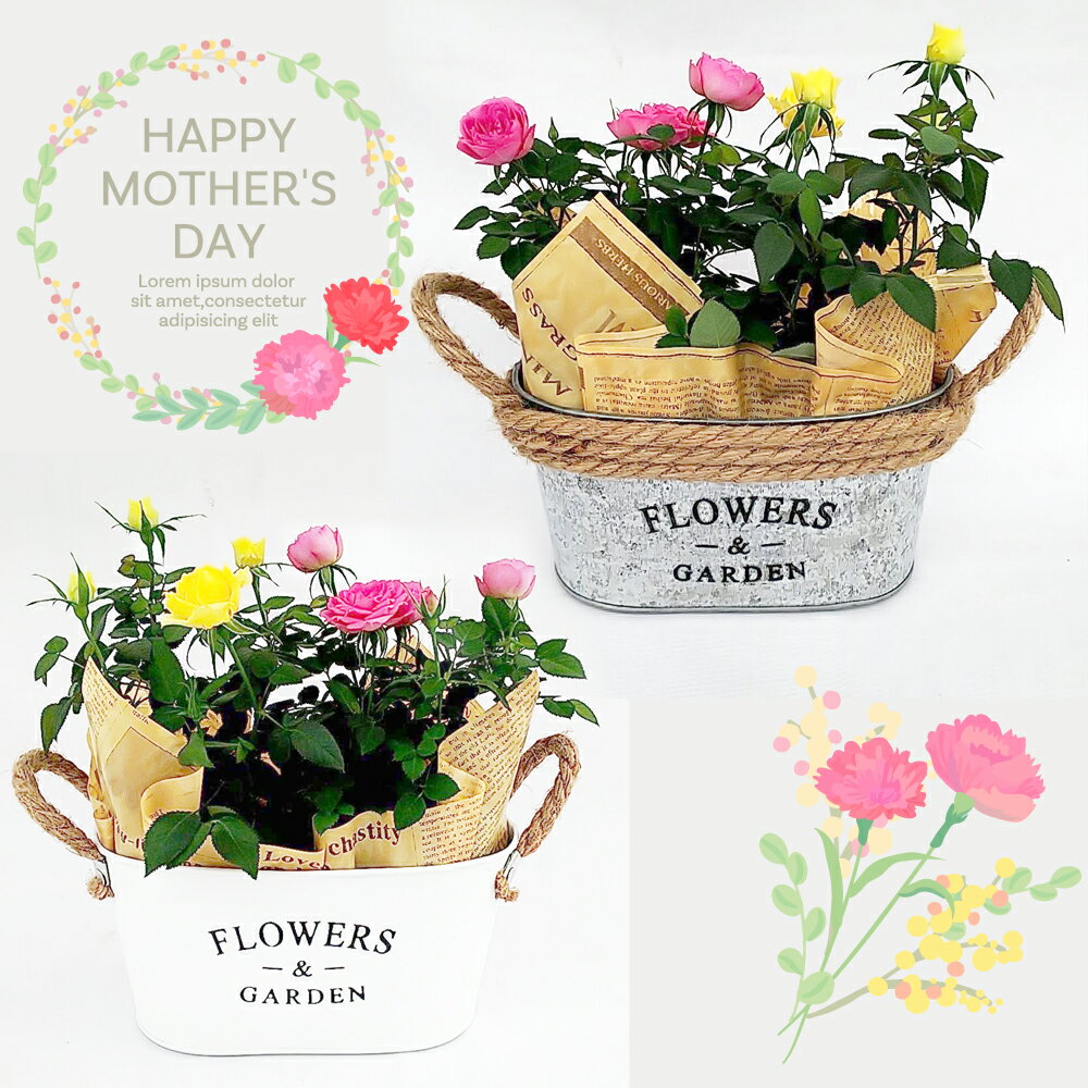 Rakuten - 【先行予約】母の日 薔薇 バラ ミニバラ お花 プレゼント お祝い 贈り物