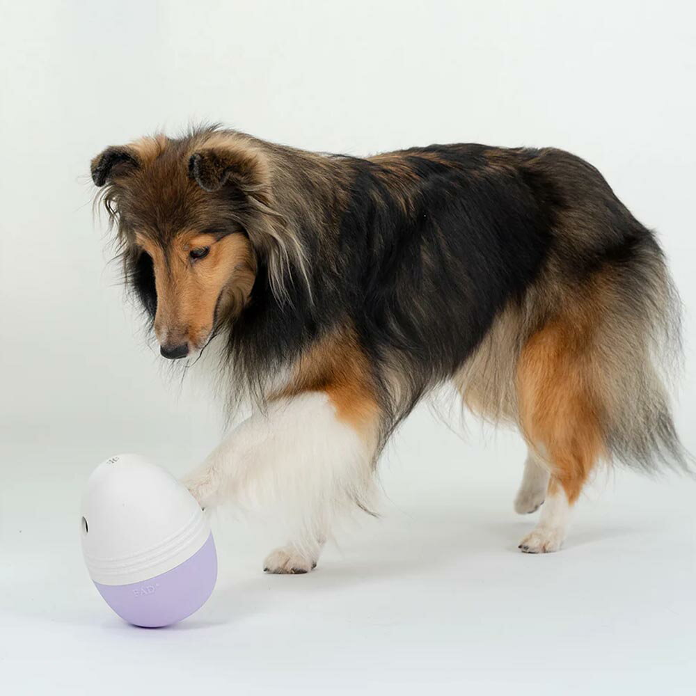 DADWAYPET FAD+ �ȥ꡼�ĥ��å��ȥ�/L