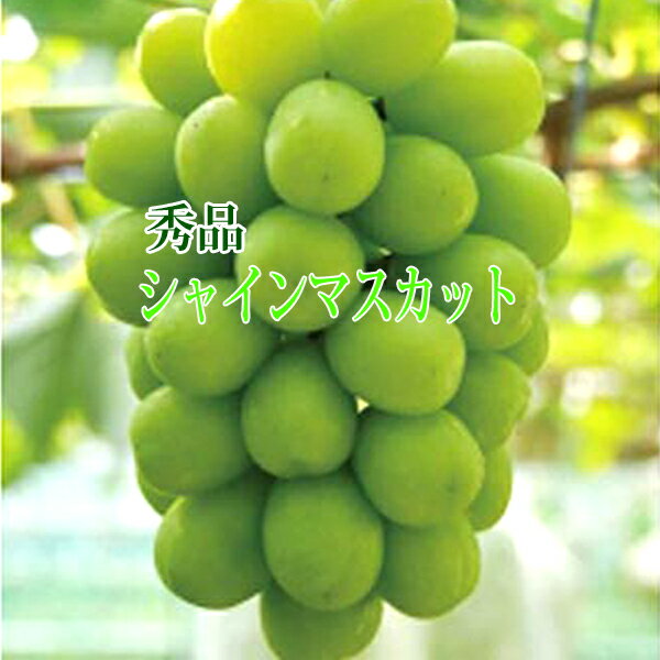 【クール便発送】シャインマスカット 青秀 岡山産 2kg 3房～5房 岡山ぶどう 岡山シャインマスカットぶどう岡山 岡山ブドウ 岡山葡萄 葡萄岡山 ギフトのサムネイル