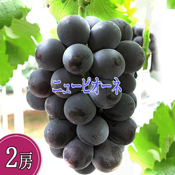 ピオーネ 広島産 青秀品 1kg 2房 広島ぶどう ぶどう広島 広島ブドウ 送料無料ぶどう 広島葡萄 葡萄広島 沼隈ぶどう 広島産 ニューピオ..