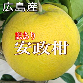 安政柑 訳あり 減農薬 12kg 尾道 広島産 送料無料 家庭用 安政柑 あんせいかん