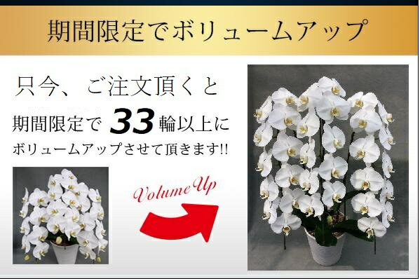 【只今ご注文頂くと33輪以上にボリュームアップいたします！！】【大輪胡蝶蘭3本立ち　白 30輪以上　送料無料　税込みで14800円！！】 花 お供え お祝い　コチョウラン　こちょうらん　胡蝶蘭