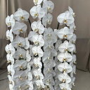 【大輪胡蝶蘭5本立ち 白 75輪(蕾込み)以上 送料無料 税込みで59800円!!】 花 お供え お祝い コチョウラン こちょうらん 胡蝶蘭 母の日