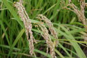 送料無料 国内産 玄米 30kg 認定農業者生産品 その1