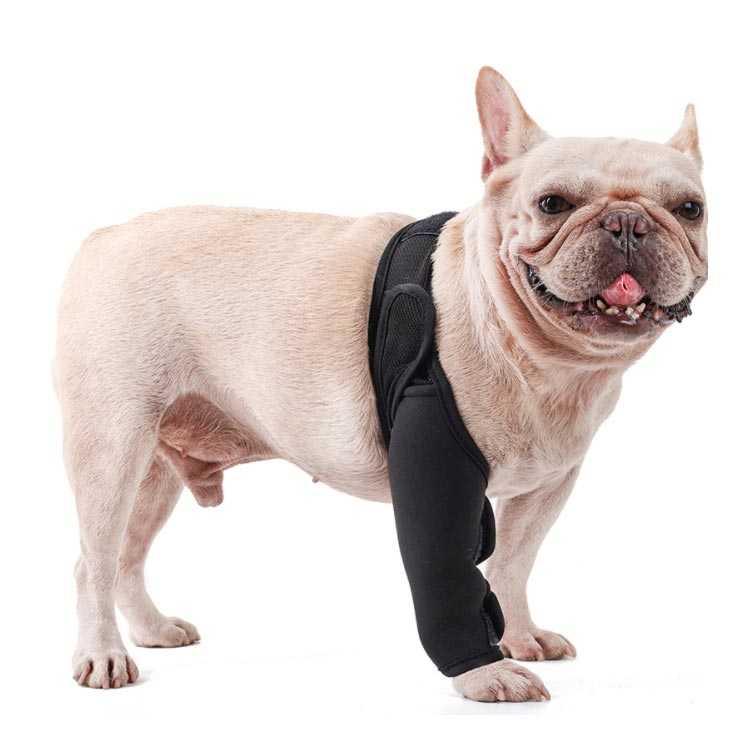 クラッチバッグ elevenoneの関節プロテクター 犬用 5サイズ 膝サポーター ショット 犬用介護用品 ペット用品 歩行補助 ケア用品 後ろ足 前足 犬骨折治療 老犬介護 介護用品 シニア 肘当て 床ずれ 腕 肘 老犬 老齢犬 高齢犬 小型犬 中型犬 大型犬｜アングル3