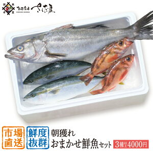 鮮魚セット4000円コース朝獲れおまかせ鮮魚（3種以上）詰め合わせ【冷蔵便】