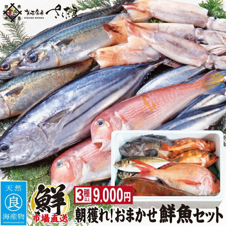 父の日 プレゼント ギフト 朝獲れおまかせ鮮魚セット9000円コースウロコ・内臓・エラ処理済み（3種以上）詰め合わせ【冷蔵便】