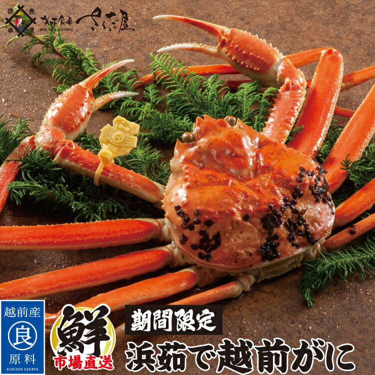 【期間限定】浜茹で 越前がに お歳暮 冬ギフト お年賀【冷蔵便】茹でたて 産地直送