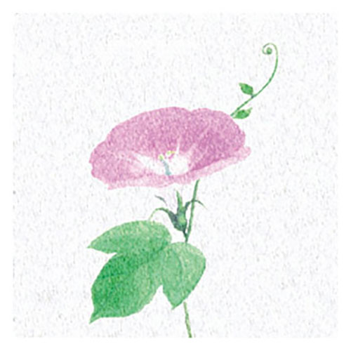 ヤマコー 用美 業務用 両面ラミ四季彩シート 朝顔 (200枚入) yamaco66370