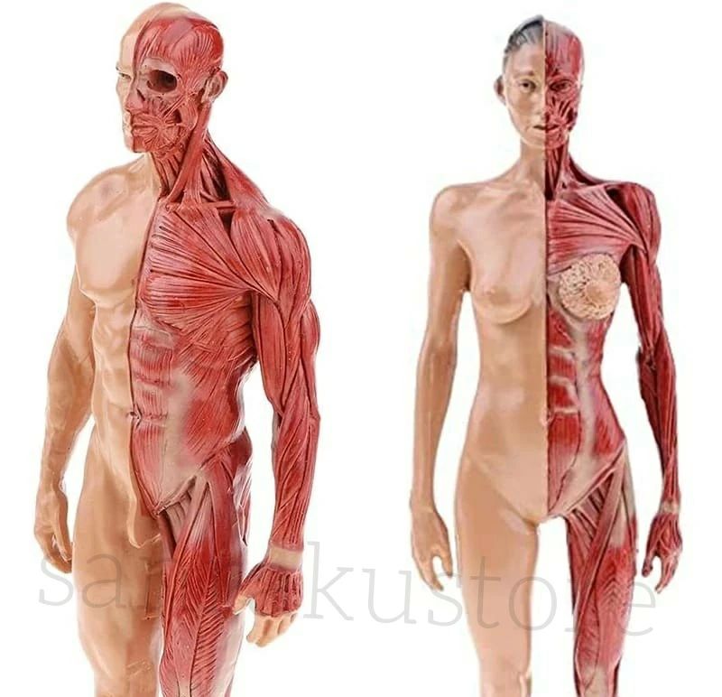 解剖構 練習用 彫刻 CGペインティング 模型 アートデッサン 筋骨格モデル 筋肉模型 樹脂製 11インチ 約..