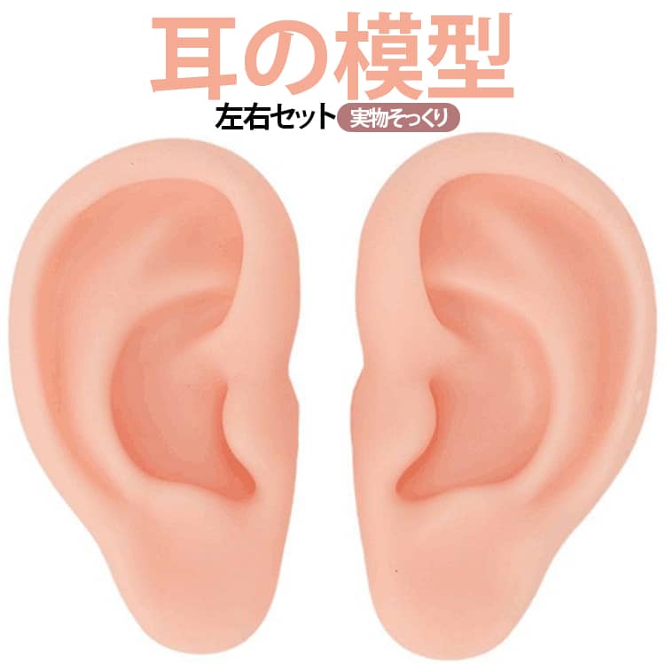 Rakuten - 耳モデル シリコン製 耳模型 ピアス練習 耳の模型 両耳 左右セット 耳鍼 耳デッサン フェイクピアス 人練習用 リアル 耳鍼練習 ピアス飾り 鍼灸練習 人間の耳型 指導用 イヤリング ピアス展示用 ディスプレイ 送料無料