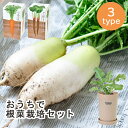 おうちで根菜栽培セット だいこん にんじん ごぼう 栽培キット 室内栽培 室内園芸 野菜栽培 キッチン菜園 キッチンガーデン かわいい ギフト プチギフト プレ...