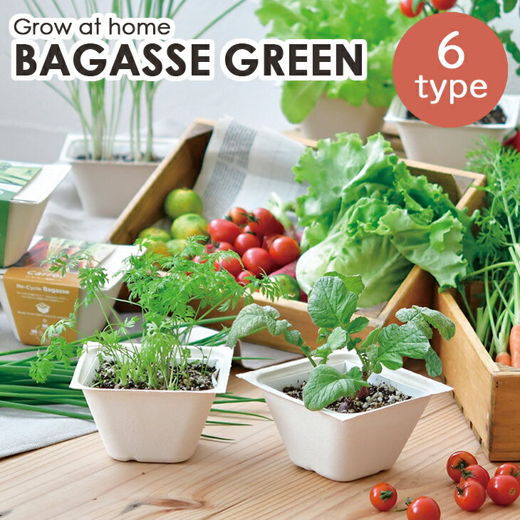 栽培セット 栽培キット バガスグリーン BAGASSE GREEN エコポットで育てる野菜栽培セット ラディッシュ ミニキャロット レタス サラダホウレンソウ ネギ ミニトマト 野菜 室内栽培 室内園芸 野菜栽培 キッチン菜園 かわいい おしゃれ ギフト プレゼント GD-953 聖新陶芸