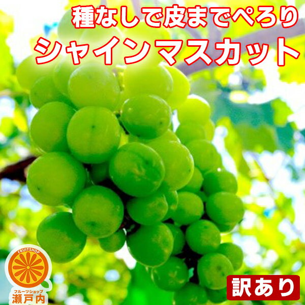 シャインマスカット 訳あり 約1kg〜1.2kg (目安1〜4房) ご家庭用【送料無料(一部地域除く)】フルーツ 葡萄 皮ごと食べれる 種なしぶどう 果物 くだもの 果実 青果 食品ロス ブドウ おやつ デザート 夏の味覚 コロナ おうち時間応援