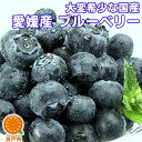 愛媛産 ブルーベリー 約600g (1パック約100g)×6パック【送料無料(一部地域除く)】愛媛県産 フルーツ 旬の果物 くだもの 家庭用 果実 青果 食品ロ...
