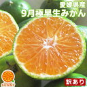 酸っぱうま～い♪9月限定！愛媛産 極早生みかん 1kg 訳あり 不揃い 愛媛県産 フルーツ ご家庭用 ...