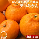 愛媛産 デコみかん 5kg 良品【送料無