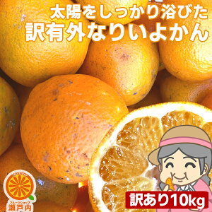 愛媛産 ご家庭用 農家さんもぐもぐ 外なり訳ありいよかん 10kg(+約0.5kg多め)【送料無料(一部地域除く)】伊予柑 不揃い 傷 汚れ有 愛媛県産 フルーツ 美味しいみかん 箱買い 果物 くだもの 柑橘類 かんきつ 食品ロス コロナ おうち時間応援 産地直送