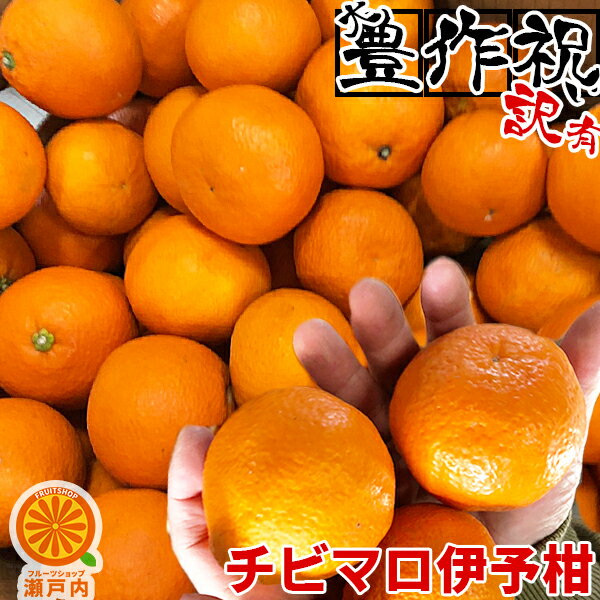 【買い回りに♪】愛媛産 チビマロいよかん 2kg 訳あり【2品で+2kg(6kgセット) 3品で+4kg(10kgセット)】【送料無料(一部地域除く)】伊予柑 愛媛県産 フルーツ 果物 くだもの お試し 食品 みかん 蜜柑 柑橘類 かんきつ コロナ おうち時間応援 産地直送のサムネイル