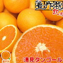 愛媛産 清見タンゴール(清見オレンジ) 2kg 訳あり不揃い 愛媛県産 きよみ 家庭用 フルーツ 果物 くだもの お試し 食品 お みかん 蜜柑 柑橘類