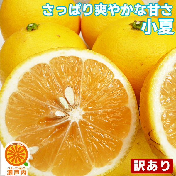 愛媛・高知産 産 小夏 5kg 訳あり・不揃い【送料無料 一部地域除く 】愛媛県産 こなつ ニューサマーオレンジ 日向夏 土佐小夏 家庭用 フルーツ 旬の果物 くだもの 果実 食品 みかん 蜜柑 柑橘…