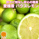 愛媛産 ハウスレモン 1kg 訳あり【送料無料(一部地域除く)】傷あり・不揃い 檸檬 国産レモン lemon 防腐剤 防かび剤不使用 愛媛県産 家庭用 フルーツ 果物 くだもの 果実 みかん科 柑橘類 コロナ おうち時間応援 食品 かんきつ 産地直送