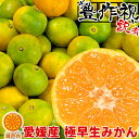 愛媛産 極早生みかん 10kg 訳あり(+約1kg多め)【送料無料(一部地域除く)】不揃い フルーツ 美味しいみかん ご家庭用 果物 くだもの 果実 青果 温州みかん 蜜柑 柑橘類 かんきつ 食品ロス コロナ おうち時間応援 秋の味覚 産地直送