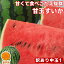 愛媛産 夏だ！甘玉すいか 1玉 中玉 約4〜5kg 訳あり【7月中旬発送予定】【送料無料(一部地域除く)】 不揃い スイカの日 西瓜 フルーツ 果物 くだもの 果実 青果 食品ロス おやつ デザート コロナ おうち時間応援 夏の味覚 産地直送